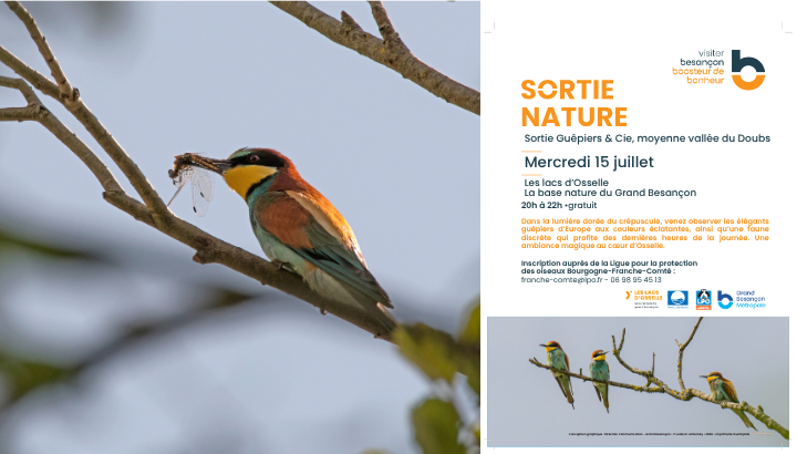 Sortie Guêpiers & Cie, moyenne vallée du Doubs